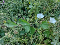 Calystegia silvatica