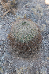 Echinomastus unguispinus