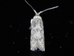 Holcocera chalcofrontella