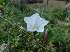 Calystegia silvatica