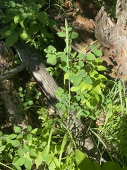 Leymus innovatus