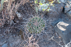 Mammillaria winterae