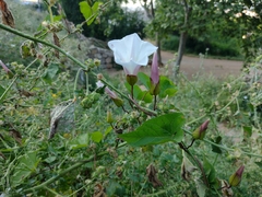 Calystegia silvatica