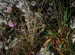 Armeria sampaioi