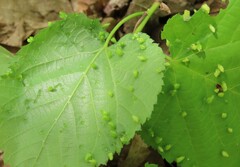 Phytoptus abnormis