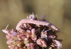 Phaiogramma etruscaria