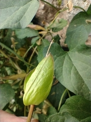 Calystegia silvatica