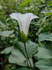 Calystegia silvatica