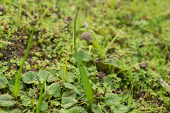 Tecophilaea violiflora