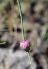 Allium nathaliae