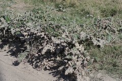 Platycarpha glomerata
