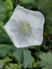 Calystegia silvatica