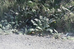 Platycarpha glomerata