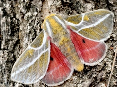 Syssphinx albolineata