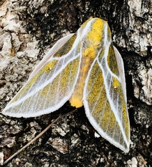 Syssphinx albolineata