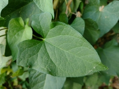 Calystegia silvatica