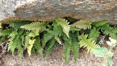 Blechnum laevigatum