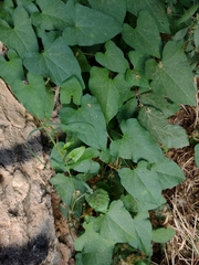 Calystegia silvatica