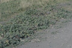 Platycarpha glomerata