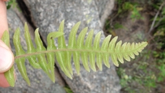 Blechnum laevigatum