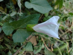Calystegia silvatica