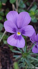 Viola dubyana