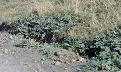 Platycarpha glomerata