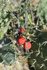 Ibervillea tenuisecta