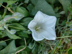 Calystegia silvatica