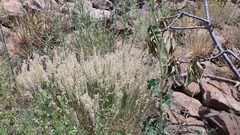 Melica persica