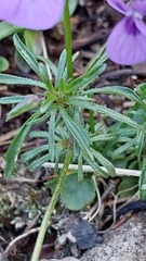 Viola dubyana