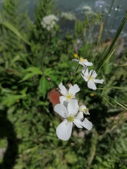 Ranunculus platanifolius