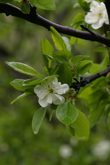 Prunus