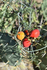 Ibervillea tenuisecta