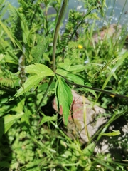 Ranunculus platanifolius