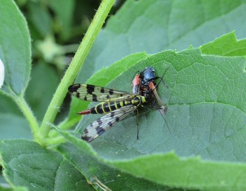 common scorpionfly