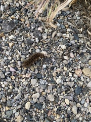 Hemileuca eglanterina