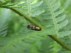 Epermenioidea