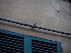 Ptyonoprogne rupestris