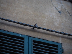 Ptyonoprogne rupestris