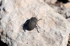 Microschatia solieri