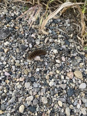 Hemileuca eglanterina