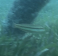 Halichoeres bivittatus