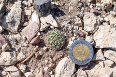 Echinofossulocactus phyllacanthus