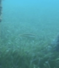 Halichoeres bivittatus