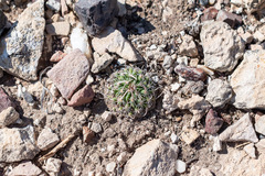 Echinofossulocactus phyllacanthus