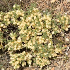 Astragalus clusianus