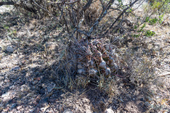 Hamatocactus hamatacanthus