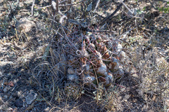 Hamatocactus hamatacanthus