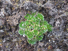 Eudema nubigena